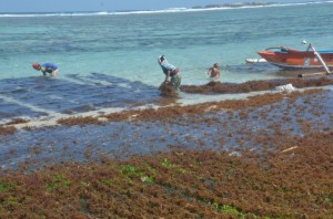 rumput laut, nambung (1)