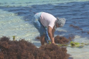 rumput laut, nambung (2)