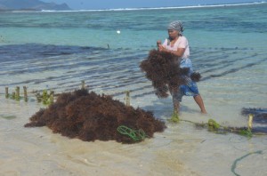 rumput laut, nambung (3)