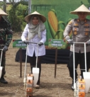 Tanam Jagung Serentak Jadi Langkah Strategis NTB Menuju Lumbung Jagung Nasional